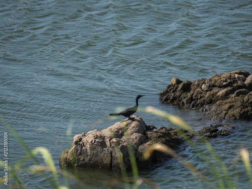 Black water bird flying low over the water surface of a calm lake in nature