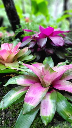 Фотография Close-up vertical shot of colorful Neoregelia bromeliad plants featuring vibrant pink and green foliage growing in a lush tropical garden with a natural blurred background
