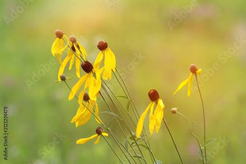 Wildflowers blooming in a field with a soft green blurred background