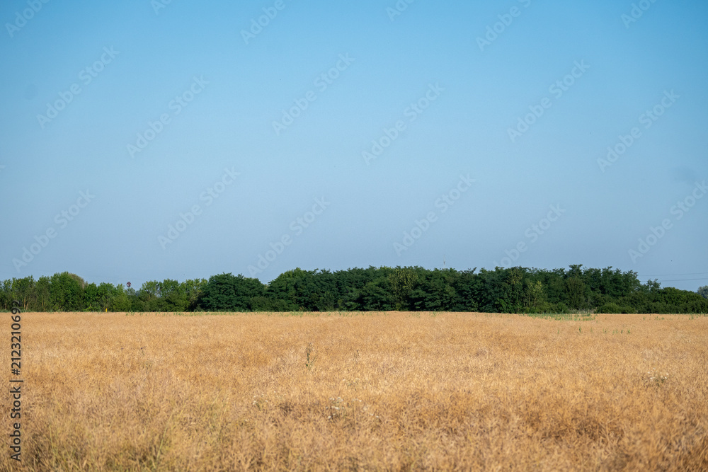 Obraz premium Golden Grain Field Under Clear Blue Sky