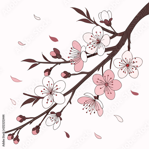 cherry blossom branch