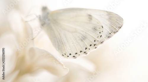 A delicate white butterfly with subtle black spots resting gently on a soft, light-colored flower petal, creating a serene and ethereal scene.