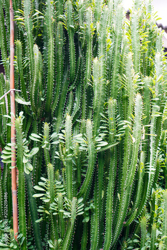 Vertical Tall Euphorbia Succulent Cluster in Backyard Tropical Garden
