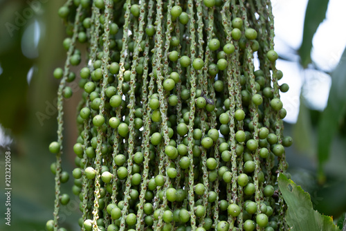 Clusters of green palm fruits hang from a plant. Small, round fruits dangle in dense bunches. Fruits are uniform in size and color. Background shows blurred green foliage