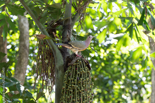 Pink-headed dove perches on green palm fruit cluster. Bright green leaves frame tropical tree background. Bird gazes left with soft grey wings and pink head. Fruit cluster hangs low