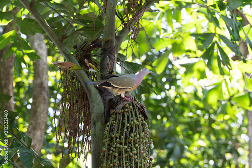 Pigeon perches atop palm fruit cluster. Green leaves surround the bird and fruit. Natural light filters through the canopy. Bird has gray and pinkish plumage. Fruit cluster hangs low, full and green