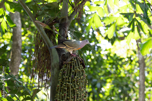 Pigeon perches on fruiting palm tree branch. Bright green leaves frame the scene. Animal rests amid dense, sunlit foliage. Fruit cluster hangs below the bird. Nature's quiet moment captured in detail