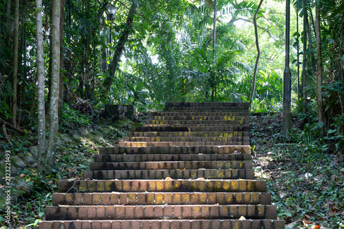Sunlight filters through tall jungle trees. Weathered stone steps climb into the dense green forest. Lush ferns and foliage surround the staircase. Natural light highlights moss on each stone