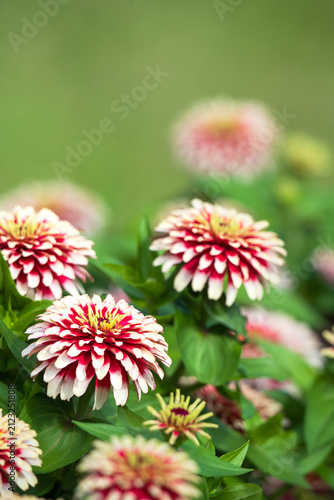 Beautiful red white Zinnia flowers blooming in the garden. Green background with copy space.