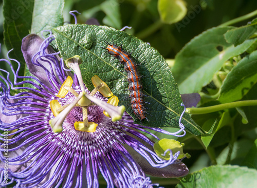 Gulf Fritillary butterfly caterpillar feeding on its host plant, Purple Passionflower (Passiflora incarnata)