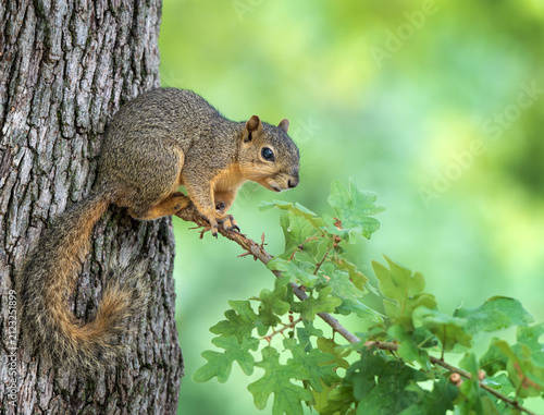 Young Eastern Fox squirrel sitting on an oak tree branch. Natural green background with copy space.