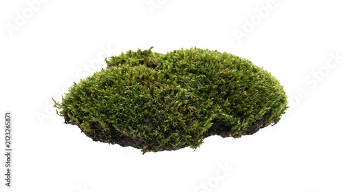 Obraz na plátně Green moss clump isolated element on transparent PNG, natural forest mossy tuft
