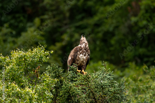 Quadro su tela juvenile bald eagle in the treetops of anchorage alaska, redoubt bay bear watchi
