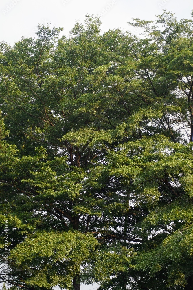 Fototapeta premium Lush green leaves and dense branches of a Madagascar almond tree creating a natural background.