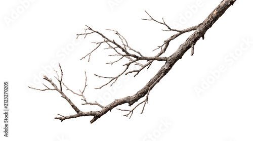 Foto Dry dead tree branch isolated on white background transparent PNG cutout element
