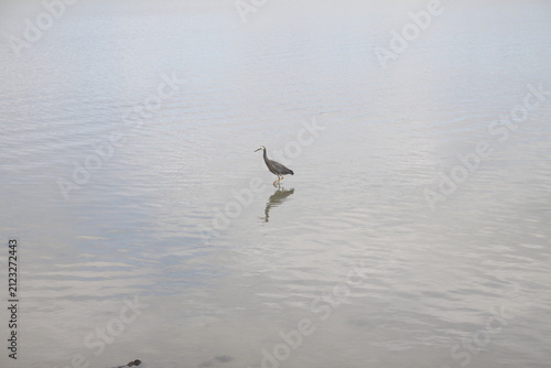 White-faced heron wading through calm foggy water