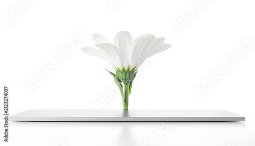 Minimalist single green plant in white vase on white shelf.
