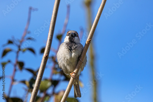 Male House Sparrow Perched on Twig Looking Forward⁠
