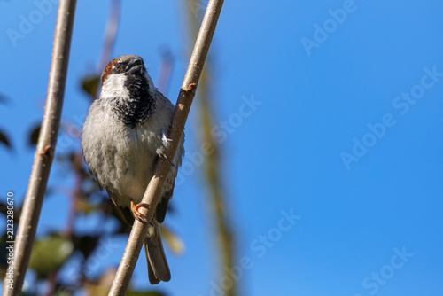 Male House Sparrow Perched on Twig Looking Forward⁠