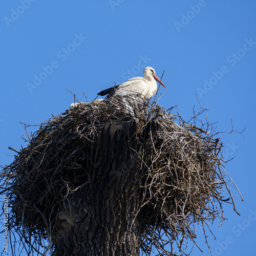 White Storks Nesting on Tree in Lednice