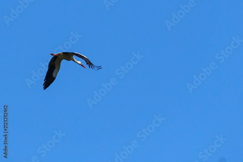 White Stork Flying in Blue Sky over Lednice⁠