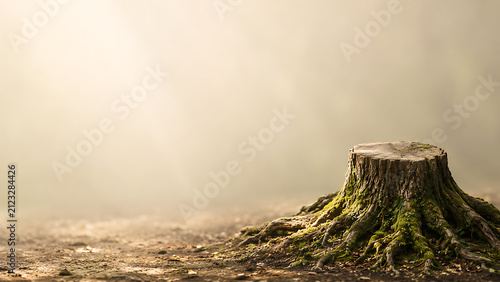 Tree Stump With Roots Exposed in a Misty Forest Floor Environment
