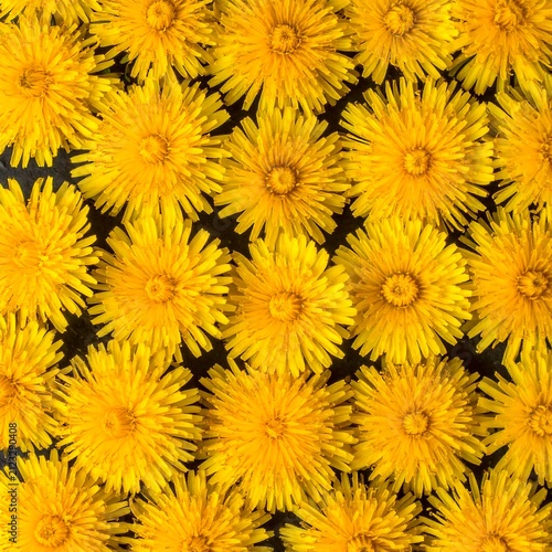 A seamless pattern of vibrant yellow flowers with dark centers