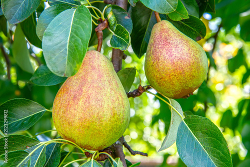 Two ripe pears hanging on a tree branch. Fresh organic fruit in an orchard. Harvesting concept for healthy food and agriculture.