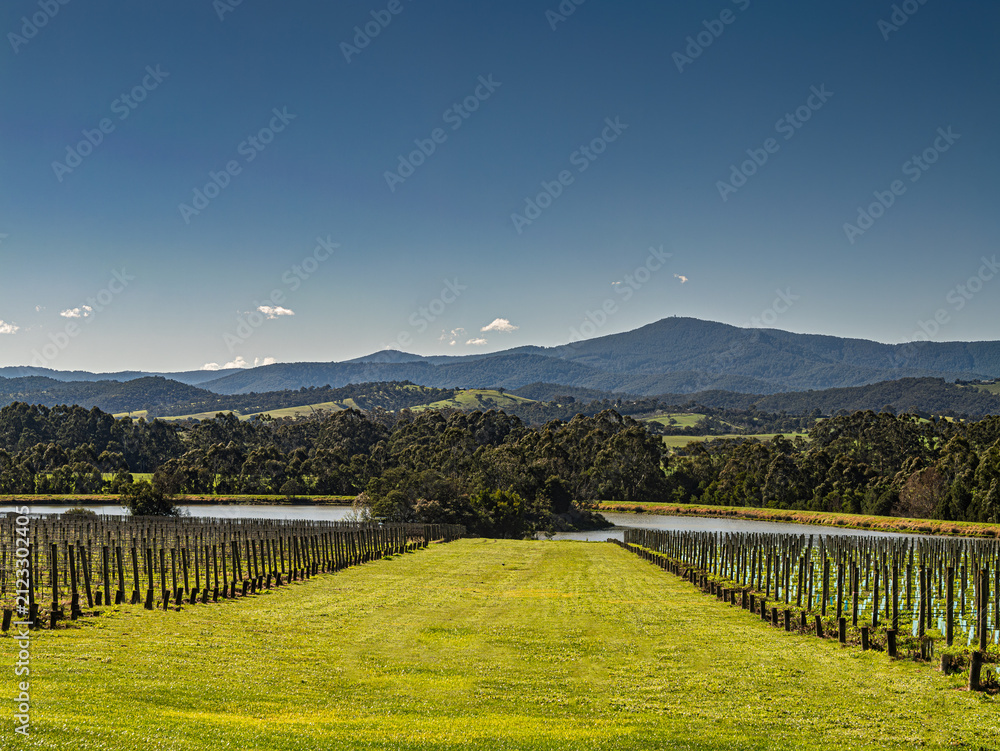 Fototapeta premium Yarra Valley Winter Vineyards Lead To Lake