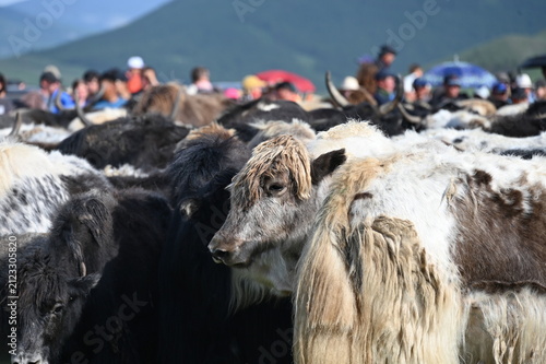 Herd of Yaks on Yak Festival in Mongolia