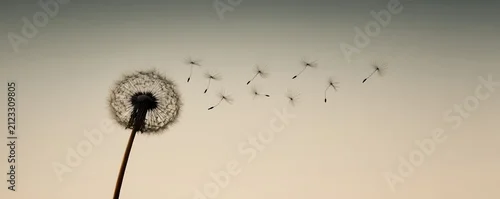 Obraz  z motywem A single dandelion releases seeds into a softly glowing sky. The minimal composition and warm gradient evoke calm, dreamy serenity in premium stock style.