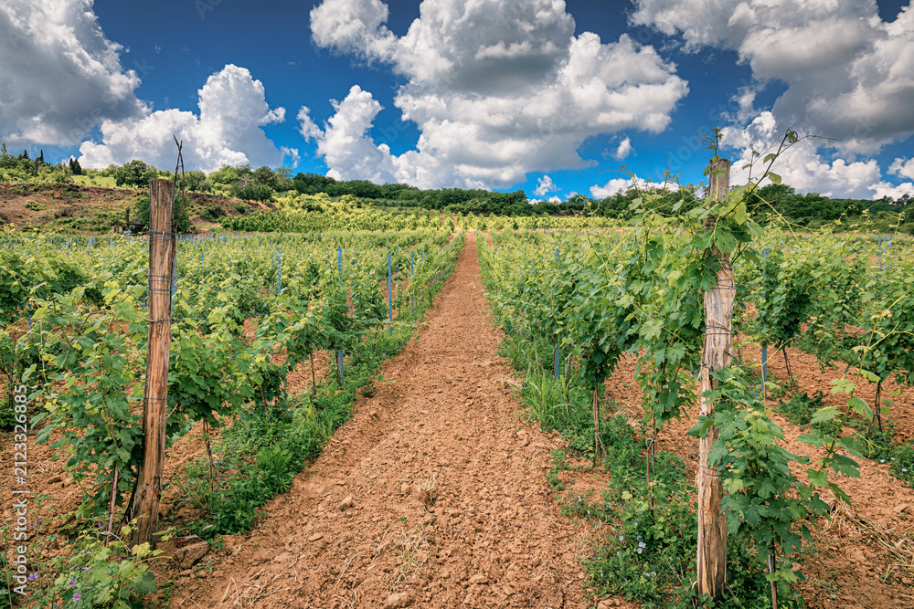 Obraz premium Wide-angle view down a red clay furrow flanked by wooden-post trellises supporting young grapevines, vineyard and winery concept