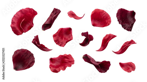 Collection of beautiful dark red rose petals isolated on a black background for romantic floral design