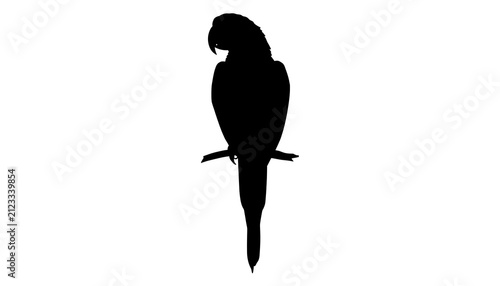 Black silhouette of a parrot on a branch. Isolated bird icon for graphic design projects.