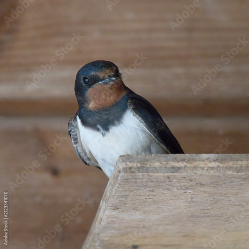 A close-up of a Swallow, Hirundo rustica, perched on a wooden structure, showcasing its blue-black upperparts, rufous throat, and white underparts.