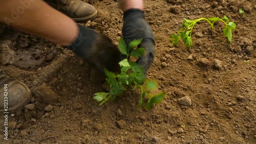 Seasonal planting of young tomato bushes. Dwarf Tomatoes.	