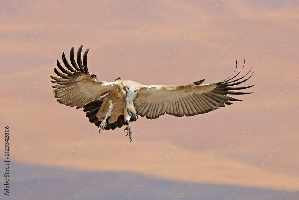 Obraz premium An endangered Cape vulture (Gyps coprotheres) landing with open wings, South Africa