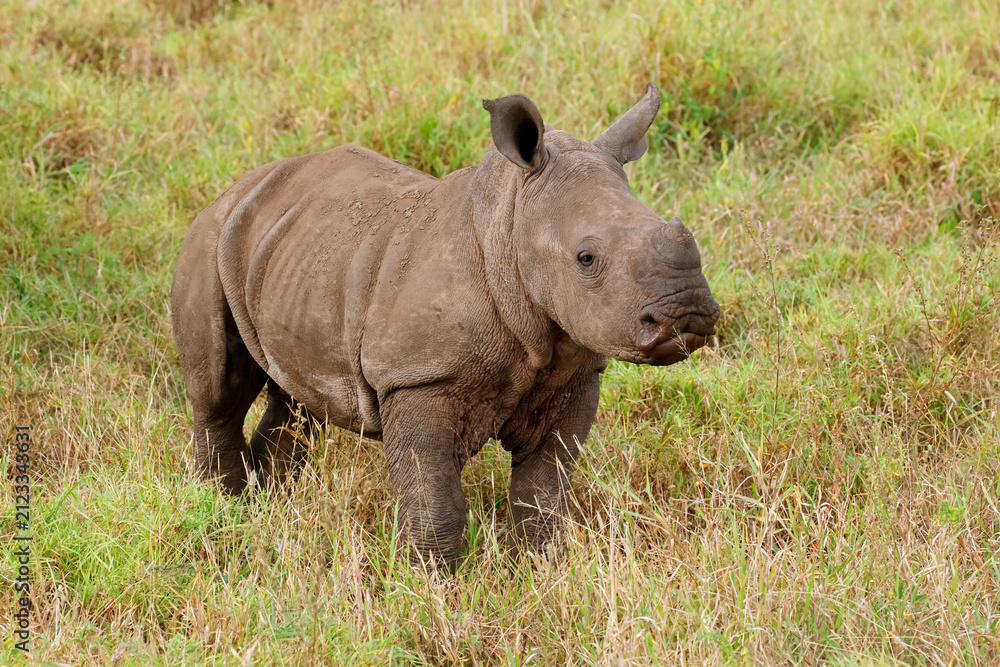 Obraz premium A cute baby white rhinoceros (Ceratotherium simum) in natural habitat, South Africa