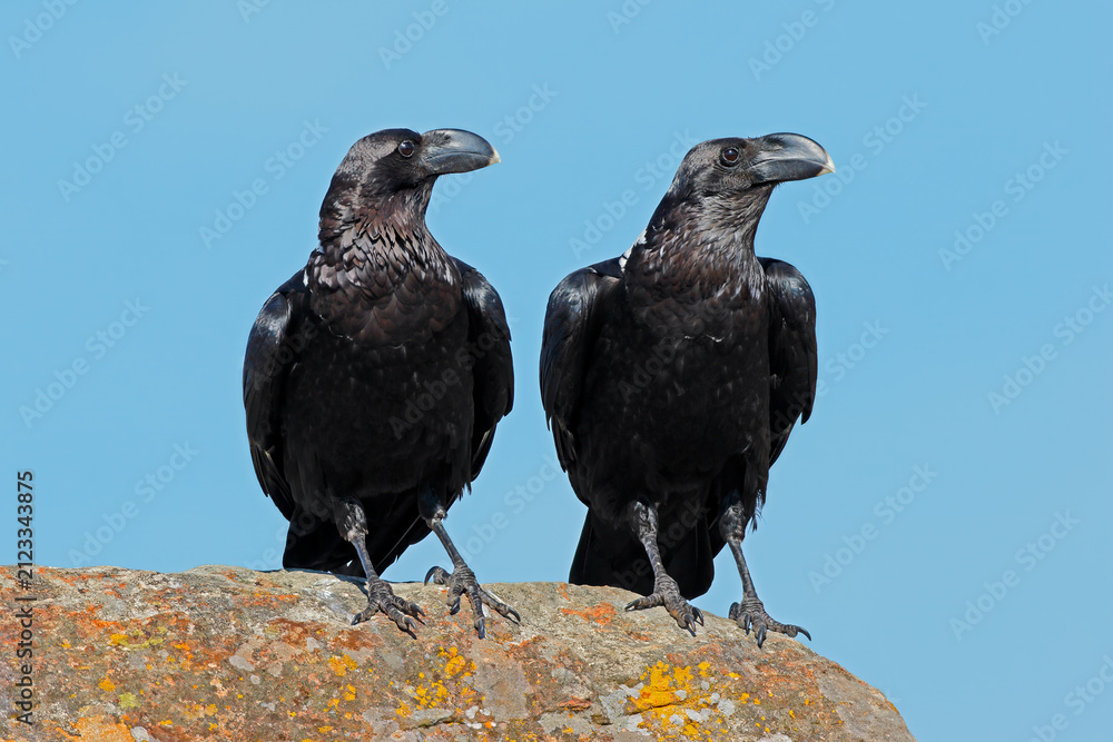 Naklejka premium A pair of white-necked ravens (Corvus albicollis) perched on a rock against a blue sky, South Africa