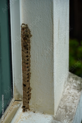 Mud wasp nest attached to a white painted wall near a window frame