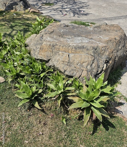 a white master rock in the garden with soil and plant
