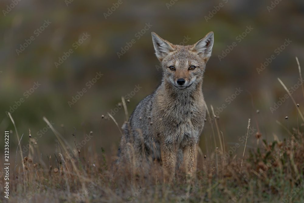Fototapeta premium Wild The culpeo (Lycalopex culpaeus), also known as Culpeo zorro, Andean zorro, Andean fox or Red fox alert in tundra landscape. Puna Arneas, Patagonia, Chili. 