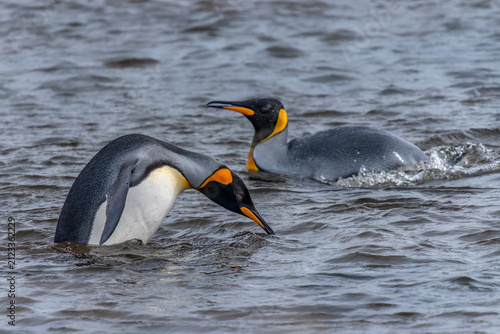 Fotografía King Penguins (Aptenodytes patagonicus) swimming in cold coatal waters