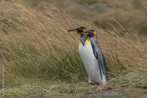Fotografía Two King Penguins (Aptenodytes patagonicus) Standing on Coastal Grassland Tierra del Fuego, Patagonia, Chili