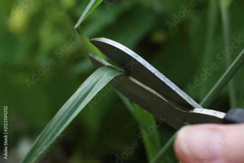 harvesting of fresh lemongrass leaves. Cymbopogon citratus