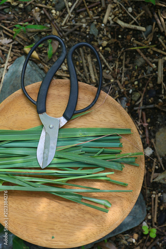 harvesting of fresh lemongrass leaves. Cymbopogon citratus