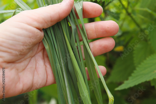 harvesting of fresh lemongrass leaves. Cymbopogon citratus