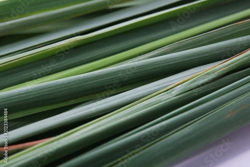 harvesting of fresh lemongrass leaves. Cymbopogon citratus