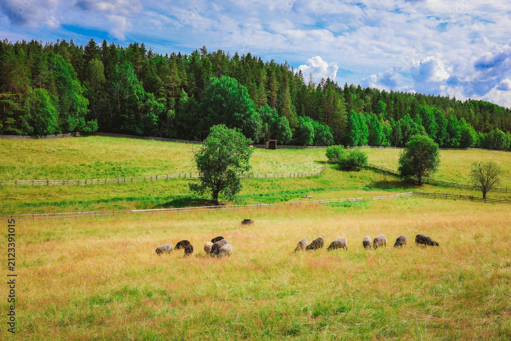 Naklejka premium High-resolution, close-up color image: a flock of sheep grazing in the Italian Alps along a section of a famous route. Stock photo