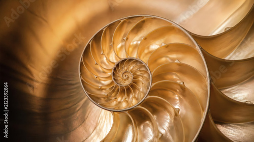 Nautilus Shell Cross Section Golden Spiral Pattern Macro View